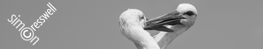 Contact_header